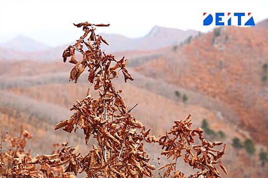 Снег уйдет из Приморье, но холода останутся