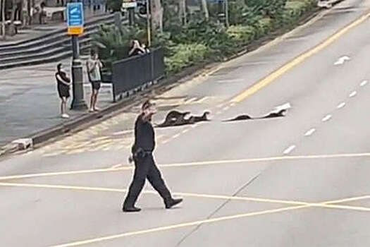 Полицейский перекрыл дорожное движение, чтобы выдры смогли перейти улицу