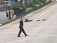 Полицейский перекрыл дорожное движение, чтобы выдры смогли перейти улицу