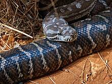 Питон целиком проглотил женщину