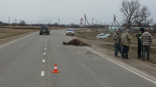 В Абинском районе молодой водитель отечественной легковушки сбил лошадь