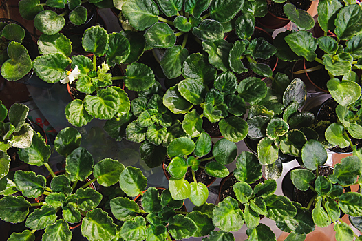 15 причин, почему не цветут фиалки