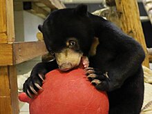 В Московском зоопарке рассказали о малайских медведях, живших здесь 30 лет назад