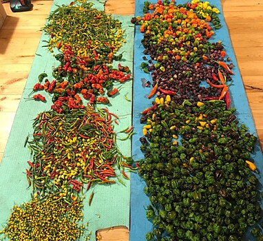 Агроном Шубина рассказала о растущих в Новосибирске ежевике и остром перце