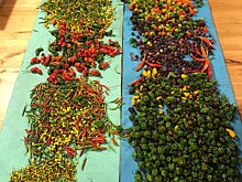 Агроном Шубина рассказала о растущих в Новосибирске ежевике и остром перце