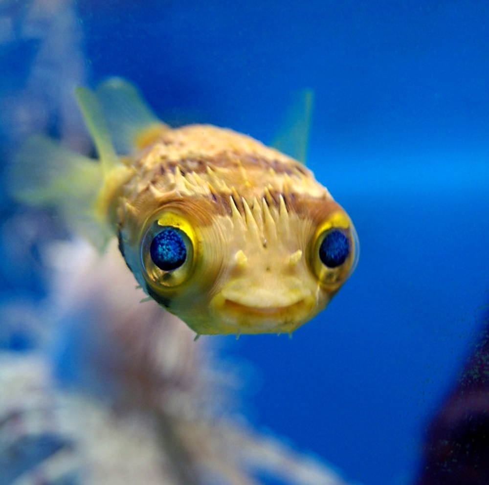 Океанариум Sochi Discovery World Aquarium, Сочи, Россия, Европа