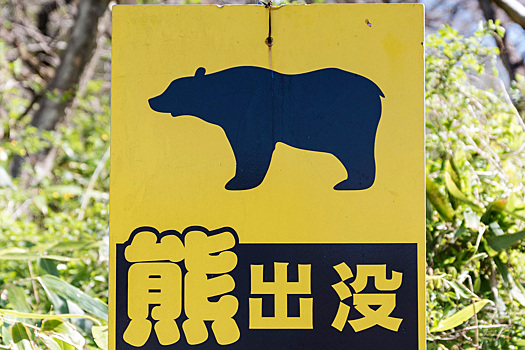 Рекордное число нападений медведей зафиксировано в азиатской стране