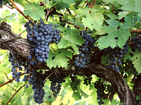 На Кубани создадут винодельческий комплекс мощностью 500 тысяч бутылок вина в год
