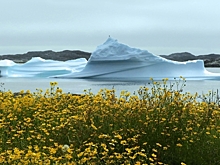 Новая угроза для Арктики: инвазивные растения