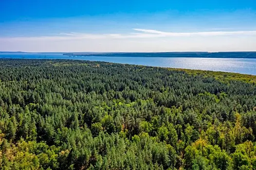 В Самарской области успешно завершили обработку лесов от опасного вредителя