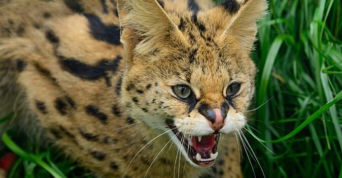 7 самых редких диких кошек на планете