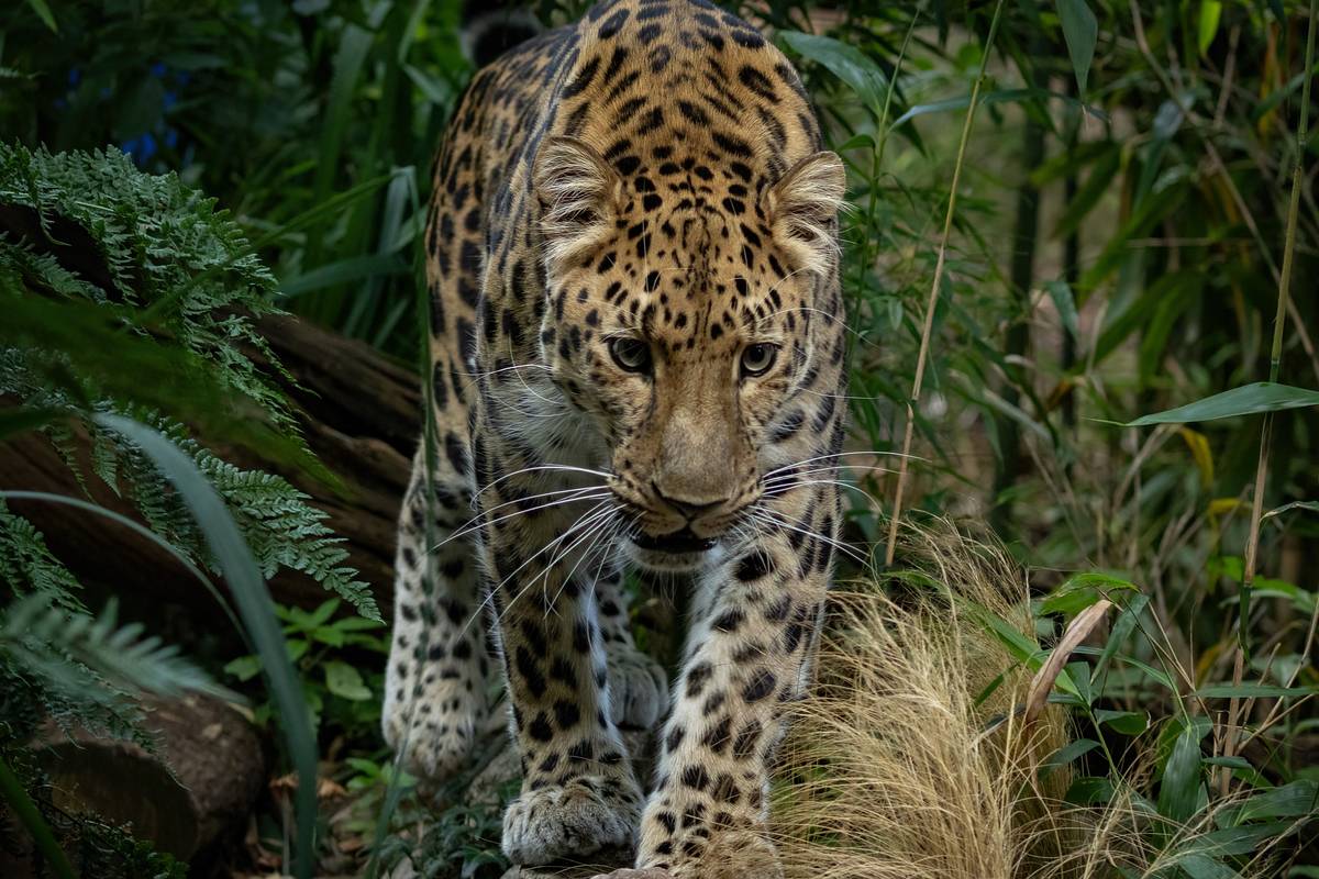 Леопард притаился в доме и напал на людей