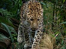 Леопард притаился в доме и напал на людей в Индии