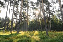 В Балатовском парке пермякам покажут фильм о людях, которые защищают леса от застройки