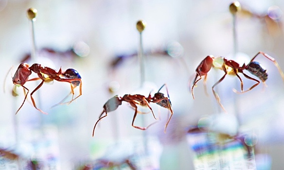 Ученые открыли новую главу в изучении «апокалипсиса насекомых»
