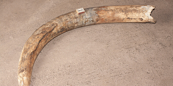Угольный мамонт: горняки обнаружили бивни древнего зверя в Кузбассе