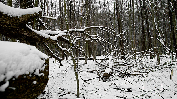 Сын пропавших в тайге Усольцевых заявил, что его семья жива