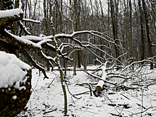 Сын пропавших в тайге Усольцевых заявил, что его семья жива