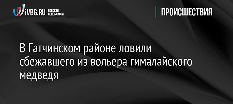 В Гатчинском районе ловили сбежавшего из вольера гималайского медведя
