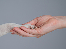 Не спасать всех, а делать, что можешь: истории волонтёров о помощи животным