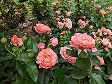 С 24 по 30 июня в Ботаническом саду МГУ пройдет Неделя роз