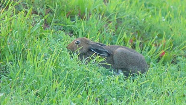 15 сентября в Кировской области открывается охота на зайцев и лисиц