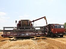 Какова цена хлеба? Почему при рекордном урожае фермеры терпят убытки