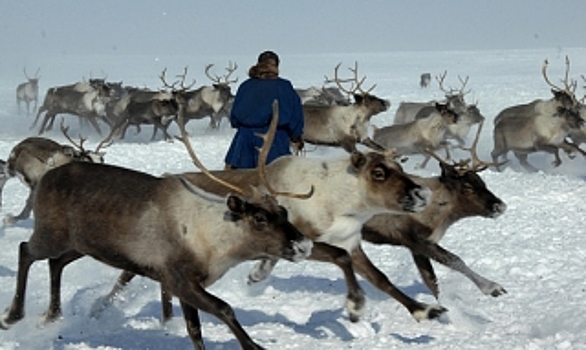 В Арктике местное население живет в среднем 53 года. Причина - в питании