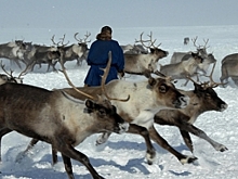 В Арктике местное население живет в среднем 53 года. Причина - в питании