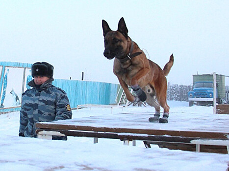 Якутских заключенных будут охранять овчарки-клоны, никогда не видевшие снег
