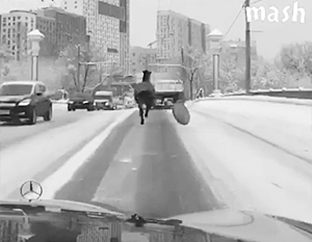 Полицейские вернули владельцам коня, скакавшего по улице в Москве с привязанной ватрушкой