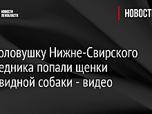 В фотоловушку Нижне-Свирского заповедника попали щенки енотовидной собаки - видео