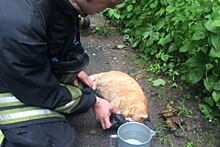 Петербургские пожарные спасли кошке жизнь
