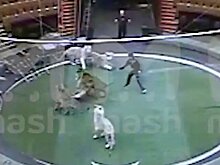 Эдгард Запашный объяснил, почему в его цирке тигров избивали палкой