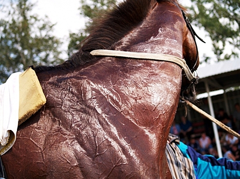 Южноуральские наездники готовятся к конным скачкам на приз губернатора