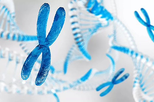 Ученые объяснили Х-образную форму хромосом