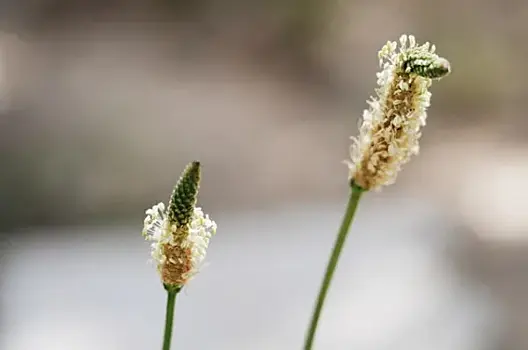Эксперты рассказали про удивительные свойства псиллиума