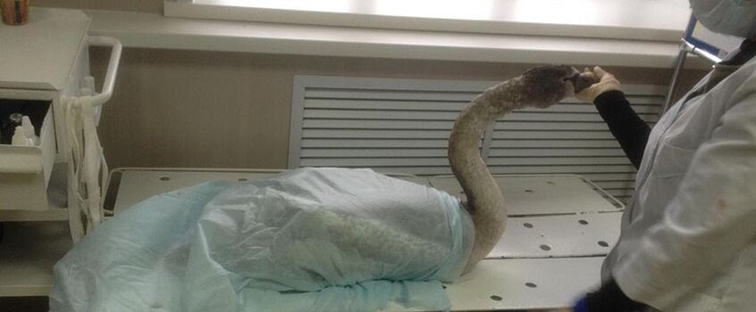 В Удмуртии спасли раненого лебедя с замерзающего пруда