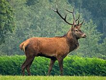 Российские учёные изучат «неуловимую» популяцию оленей в Красноярском крае