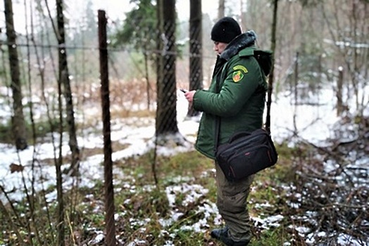 В Подмосковье выявили более 100 самовольно занятых лесных участков с начала года