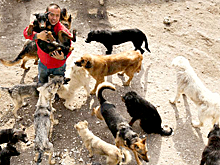 Китайский миллионер разорился из-за собак