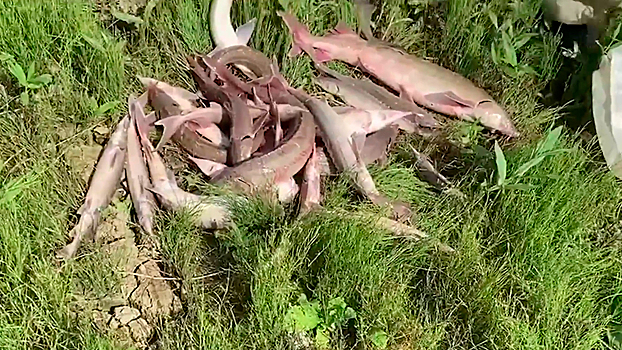 В Омской области пресечена незаконная добыча рыбы осетровых пород