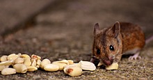 Ученые выяснили, что мыши способны концентрировать внимание