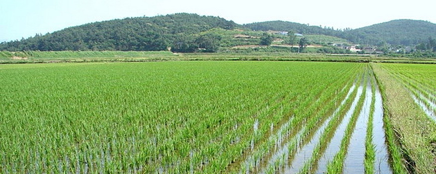 В Крыму возобновят производство риса