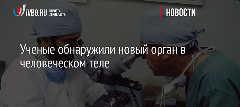 Ученые обнаружили новый орган в человеческом теле