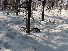 Мертвого тигренка обнаружил водитель лесовоза в Хабкрае