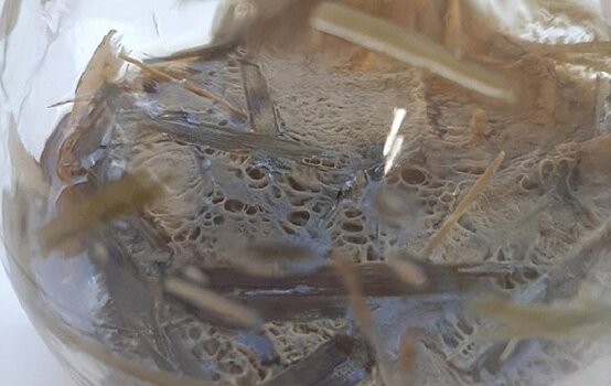 Ученые Пермского Политеха выявили факторы улучшения биосинтеза необходимых ферментов для кормопроизводства