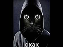 «Окак»: почему соцсети захватил очередной кот