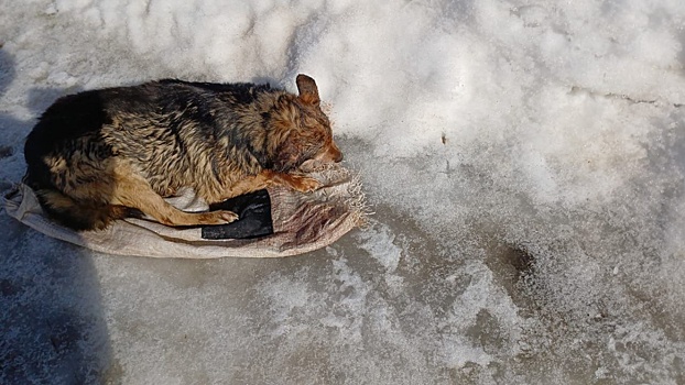 Найден мужчина, жестоко избивший собаку в Нижегородской области