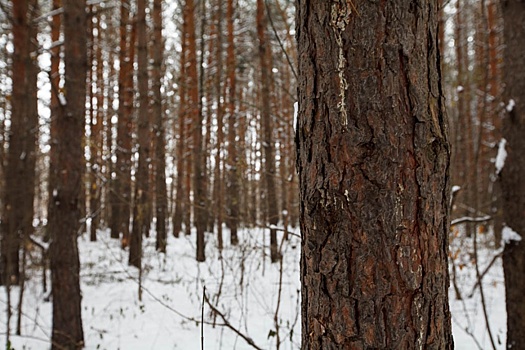 В ишимском лесу водитель квадроцикла погиб в попытке заехать на горку